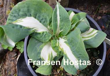 Hosta Andrew - Fransen Hostas